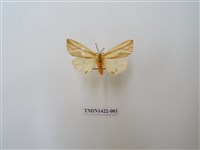 藏品(赭褐帶東燈蛾)的圖片